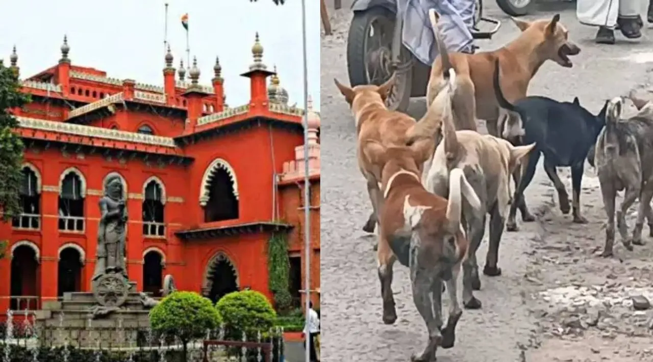 தெருநாய்கள் தொல்லை: தமிழக, புதுச்சேரி அரசுகளுக்குச் சென்னை ஐகோர்ட் அதிரடி உத்தரவு!
