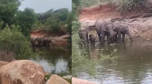 குட்டிகளுடன் வனப் பகுதியில் இருந்து வெளிவந்த யானைகள்… வாகன ஓட்டிகள் அச்சம்; வனத்துறையினர் எச்சரிக்கை.