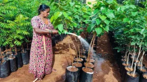 இல்லத்தரசிகளுக்கு குட் நியூஸ் சொன்ன அமைச்சர்… வீட்டில் தோட்டம் போட ரூ. 10 கோடி நிதி.
